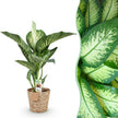 Dieffenbachia Tropic Snow – 90-100cm – 21cm inkl. Naturkorb – Pflegeleichte bunte Zimmerpflanze – Großes grün – weißes Blattwerk