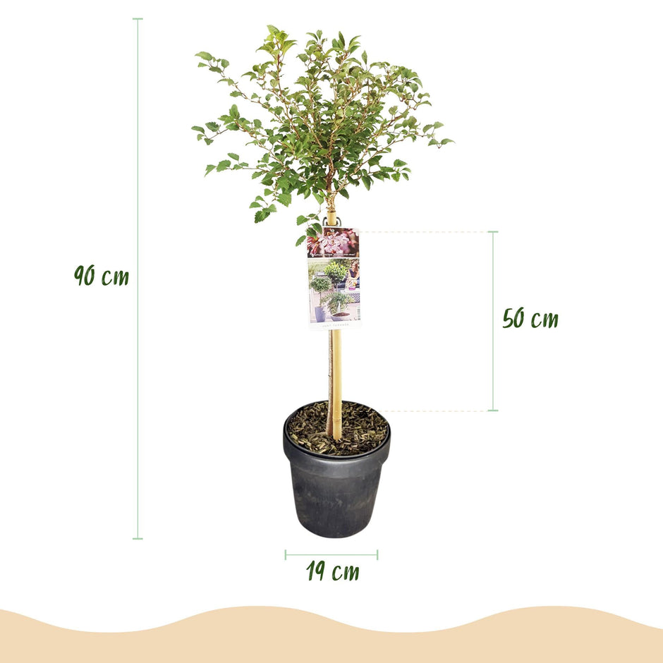 Fuji – Kirsche Prunus incisa Kojou – no – mai – 19cm Höhe ca.90cm – Weiß blühende Terrassenpflanze – Winterhart & laubabwerfend