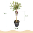 Fuji – Kirsche Prunus incisa Kojou – no – mai – 19cm Höhe ca.90cm – Weiß blühende Terrassenpflanze – Winterhart & laubabwerfend