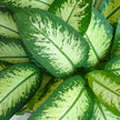 Dieffenbachia Tropic Snow – 90-100cm – 21cm inkl. Naturkorb – Pflegeleichte bunte Zimmerpflanze – Großes grün – weißes Blattwerk