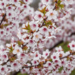Fuji – Kirsche Prunus incisa Kojou – no – mai – 19cm Höhe ca.90cm – Weiß blühende Terrassenpflanze – Winterhart & laubabwerfend