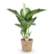 Dieffenbachia Tropic Snow – 90-100cm – 21cm inkl. Naturkorb – Pflegeleichte bunte Zimmerpflanze – Großes grün – weißes Blattwerk