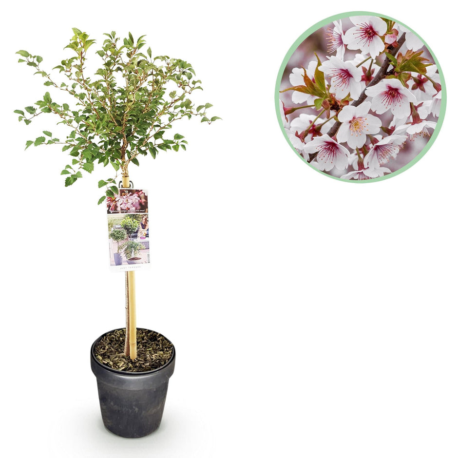 Fuji – Kirsche Prunus incisa Kojou – no – mai – 19cm Höhe ca.90cm – Weiß blühende Terrassenpflanze – Winterhart & laubabwerfend