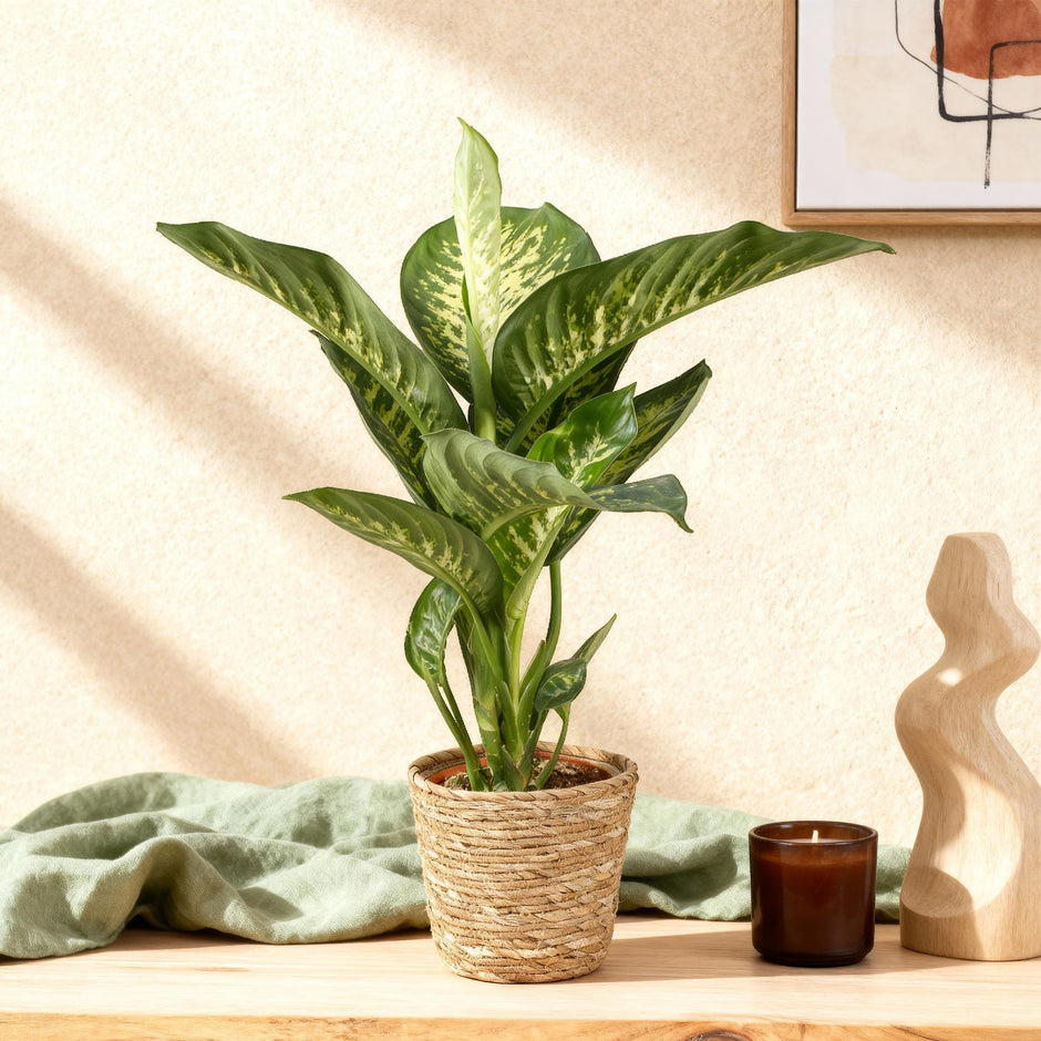Dieffenbachia Tropic Snow – 90-100cm – 21cm inkl. Naturkorb – Pflegeleichte bunte Zimmerpflanze – Großes grün – weißes Blattwerk