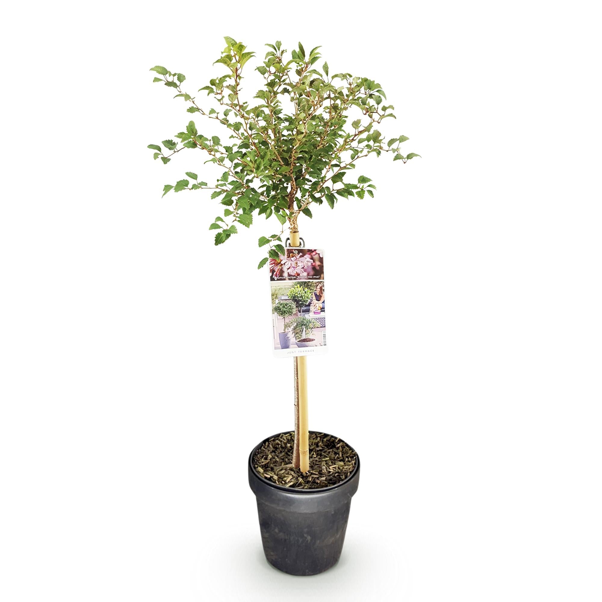 Fuji – Kirsche Prunus incisa Kojou – no – mai – 19cm Höhe ca.90cm – Weiß blühende Terrassenpflanze – Winterhart & laubabwerfend