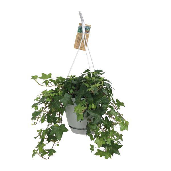 Hedera Helix Grün – Gemeiner Efeu – Zimmerpflanze im Hängetopf – Ø17cm – immergrüne Hänge – und Kletterpflanze für Innen – & Außenbereich-0
