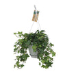 Hedera Helix Grün – Gemeiner Efeu – Zimmerpflanze im Hängetopf – Ø17cm – immergrüne Hänge – und Kletterpflanze für Innen – & Außenbereich-0