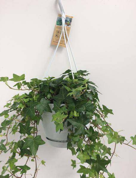 Hedera Helix Grün – Gemeiner Efeu – Zimmerpflanze im Hängetopf – Ø17cm – immergrüne Hänge – und Kletterpflanze für Innen – & Außenbereich-1