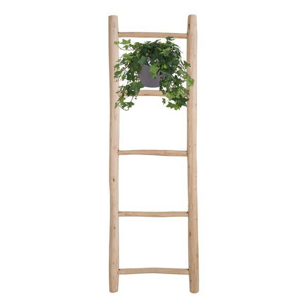 Hedera Helix Grün – Gemeiner Efeu – Zimmerpflanze im Hängetopf – Ø17cm – immergrüne Hänge – und Kletterpflanze für Innen – & Außenbereich-2