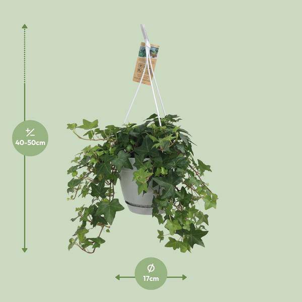 Hedera Helix Grün – Gemeiner Efeu – Zimmerpflanze im Hängetopf – Ø17cm – immergrüne Hänge – und Kletterpflanze für Innen – & Außenbereich-3