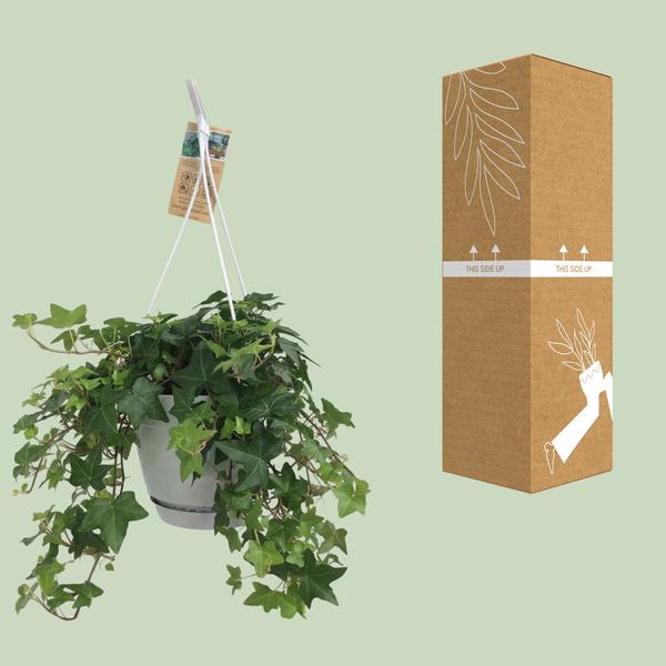Hedera Helix Grün – Gemeiner Efeu – Zimmerpflanze im Hängetopf – Ø17cm – immergrüne Hänge – und Kletterpflanze für Innen – & Außenbereich-4