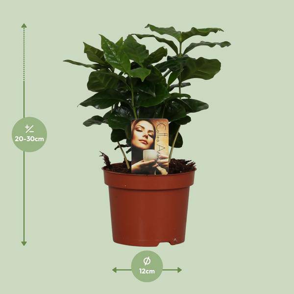 Kaffeepflanze – Coffea Arabica – Zimmerpflanze – Ø12cm ↕25cm – Aromatische Deko – Pflegeleicht – Halbschatten – Tropisch