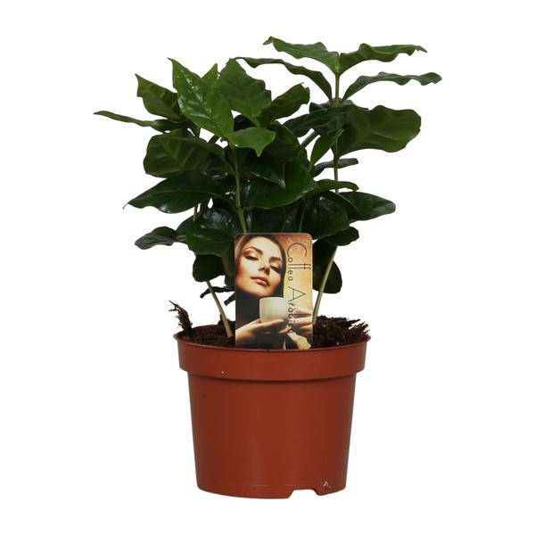 Kaffeepflanze – Coffea Arabica – Zimmerpflanze – Ø12cm ↕25cm – Aromatische Deko – Pflegeleicht – Halbschatten – Tropisch