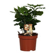 Kaffeepflanze – Coffea Arabica – Zimmerpflanze – Ø12cm ↕25cm – Aromatische Deko – Pflegeleicht – Halbschatten – Tropisch